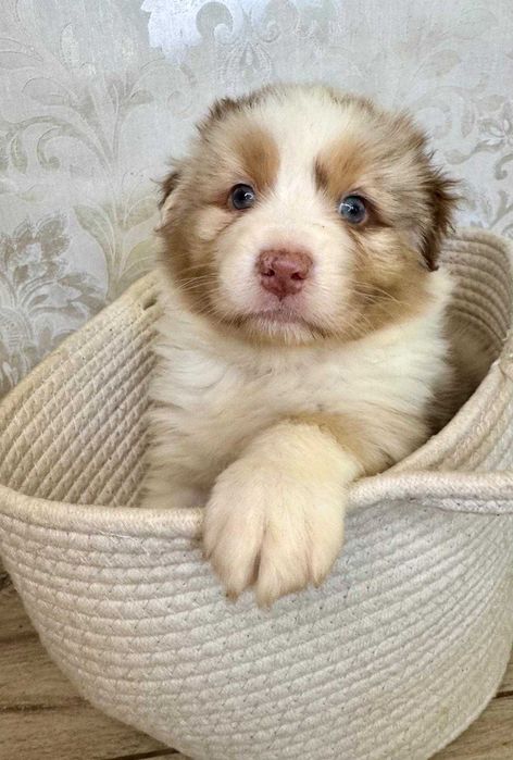 Owczarek australijski Aussie