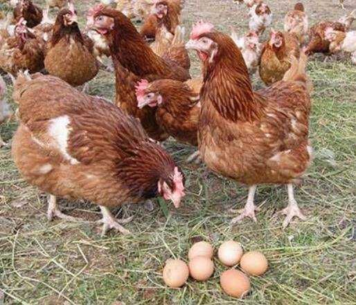 Инкубационные яйца Браун Ник.