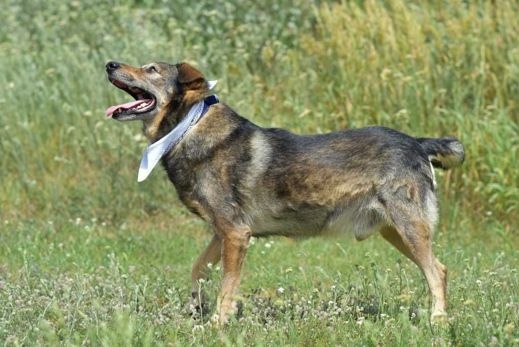 Ringo - lubi spacery oraz przytulasy i głaskanie