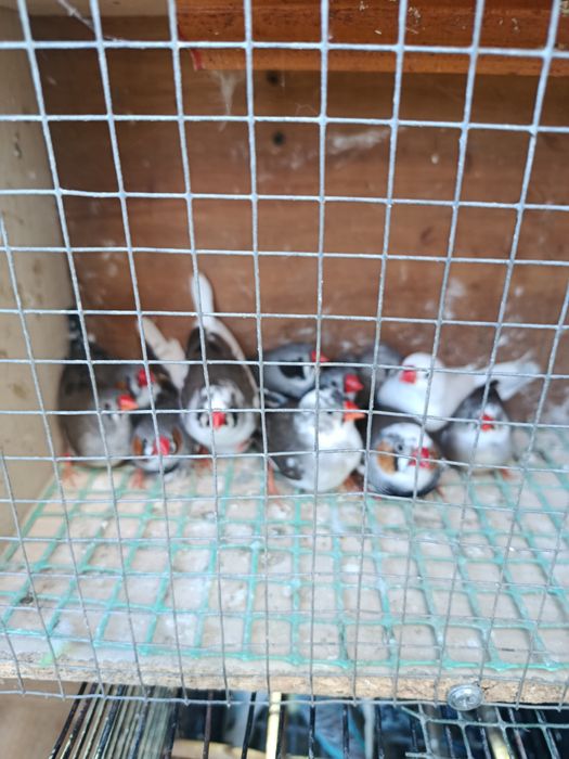 Papugi faliste ptaki