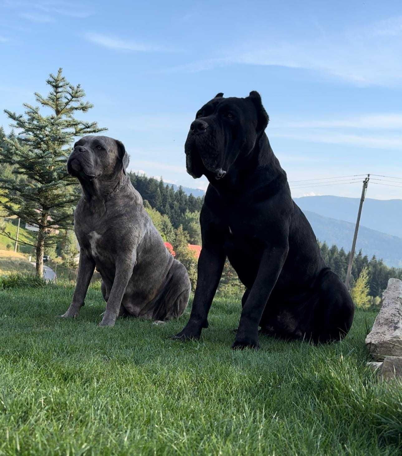 Zapowiedź miotu Cane Corso ZKwP/FCI - koniec czerwca 2025