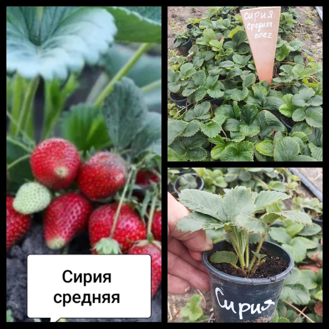 Клубника ранняя средняя поздняя ремонтантная
