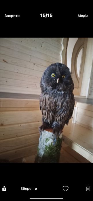 Сова сувенір різні є