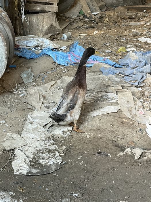 Sprzedam kaczki gesi króli