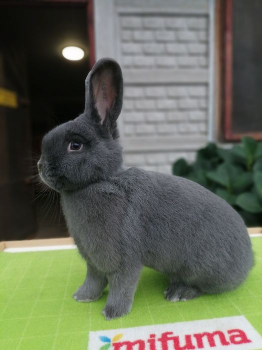 Króliki Wiedeńskie Niebieskie RODOWÓD