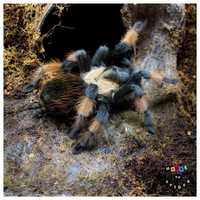 Brachypelma emilia самка паука птицееда новичкам 365 дней 24\7