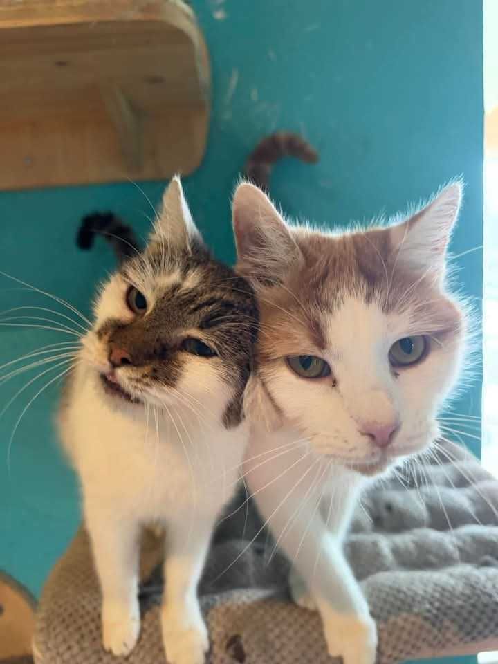 Kochany rudy kocurek do adopcji! Kot nigdy nie mial domu!