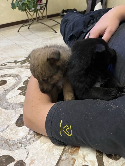 Цуценята від мами західносибірської лайки