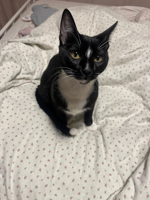 Gatinho de 6 meses para doar