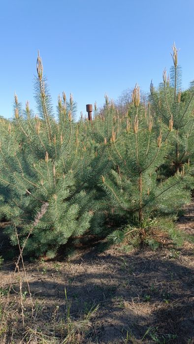Сосна кримська, опт з коренем або під зруб для оселі на новий рік