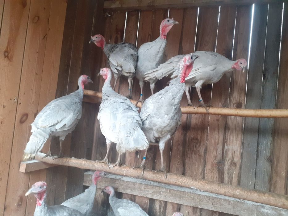 Indyli, indory lawendowe