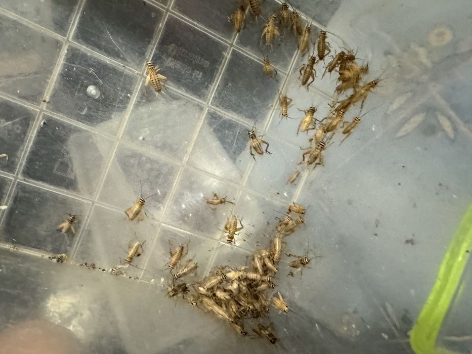 Сверчки банановый сверчек