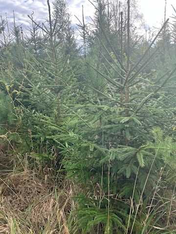 Sprzedam choinki z plantacji