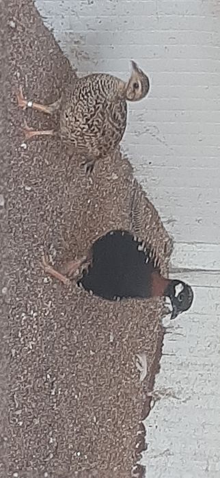 Francolin peito negro!