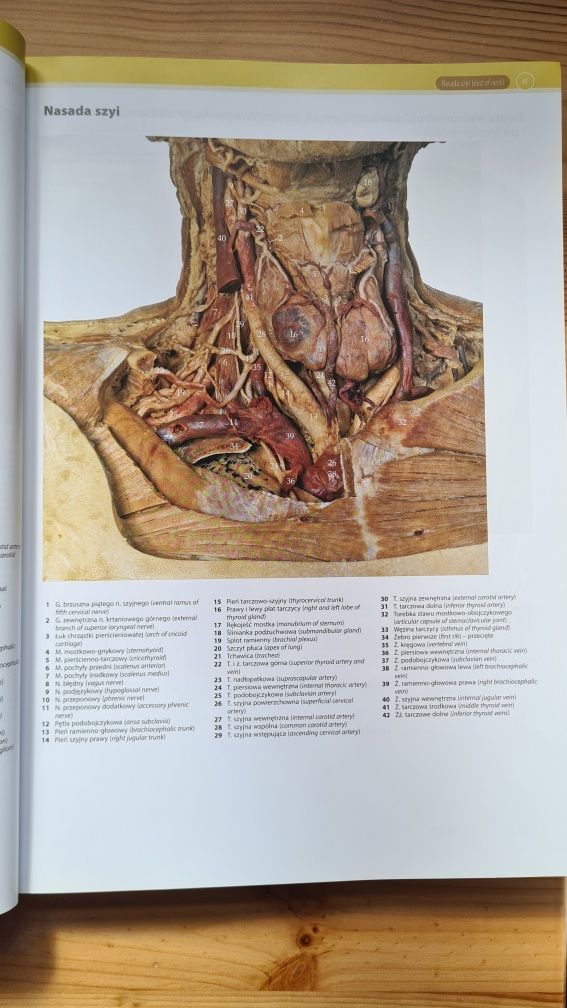 Polsko-Angielski Atlas Anatomii Klinicznej McMinn & Abrahams