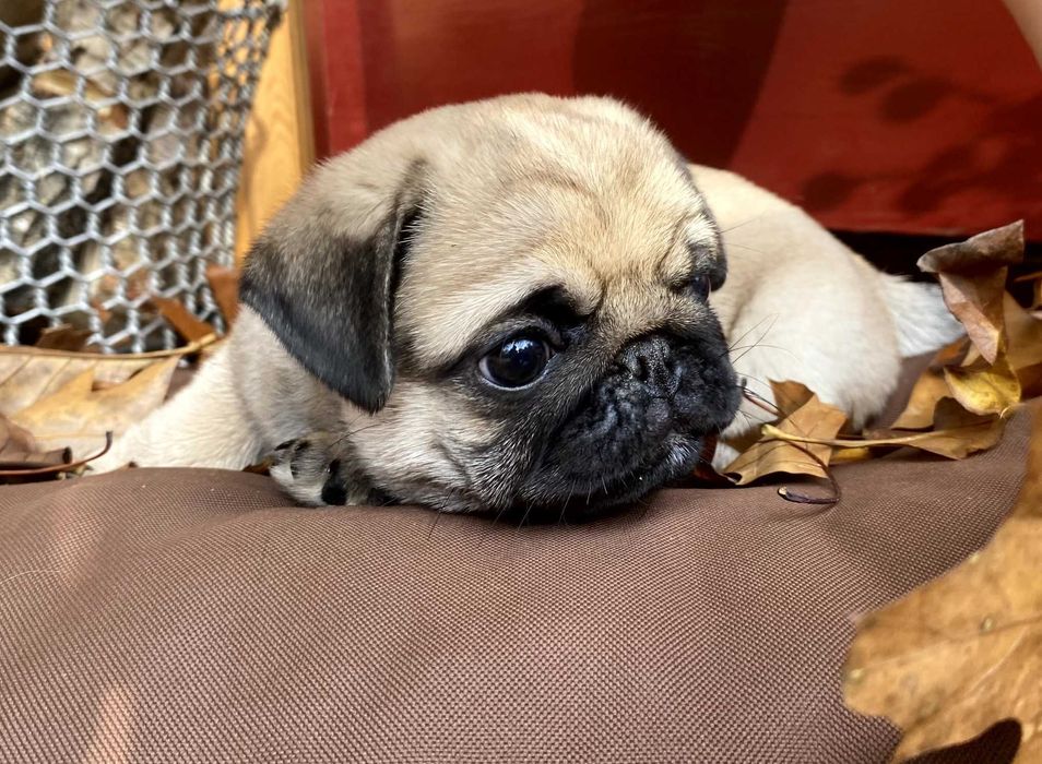 ZKWP#MOPS#dostępny piesek#Dogs from Me (FCI)