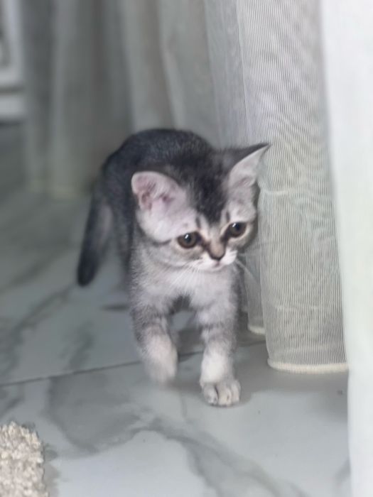 Кошеня британське срібна шиншила . Бейбі фейс