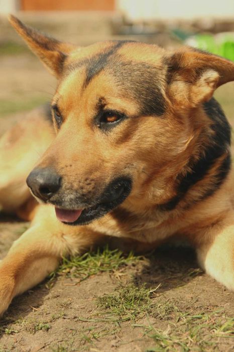Lubczyk i Tymek pieski w wieku 1-2 lat.w typ.owczarka Asia Majchrz.