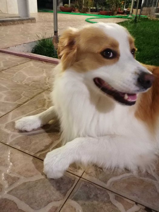 Border Collie [M] Acasalamento/Namorada