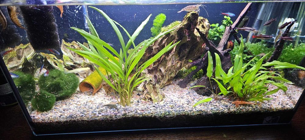 Akwarium 37,5L – luksusowa willa dla rybek (z jacuzzi i LEDami!)