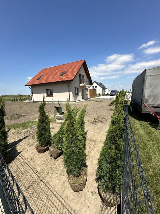 Tuja szmaragd sadzenie ogrodzenie żywopłot transport