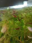 Krewetki Red Cherry