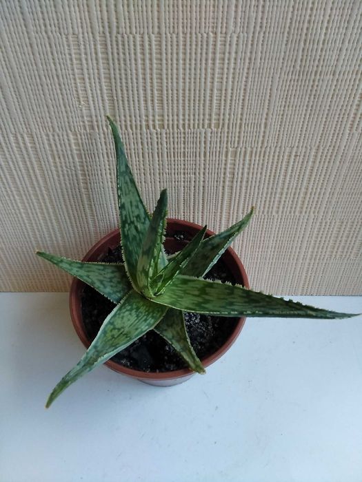 Алоэ сомалийское алое Somaliensis