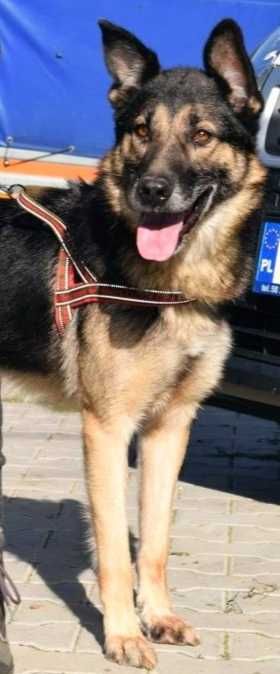 Dorian- OWCZAREK NIEMIECKI - łagodny psi senior - adopcja