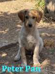 Peter Pan - Para Adopção bebé