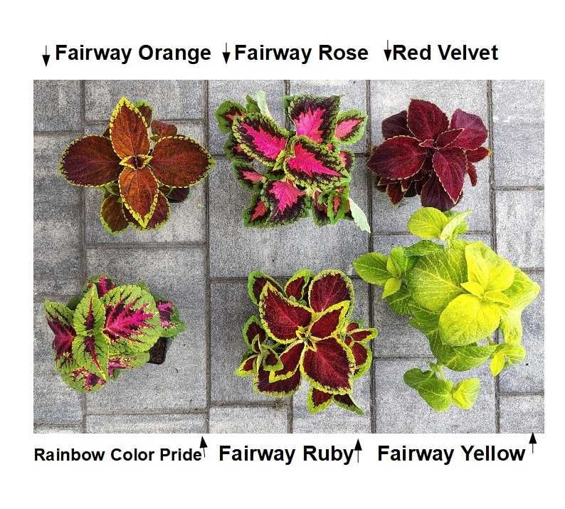 Koleus Pokrzywka Fairway Orange do domu i na balkon