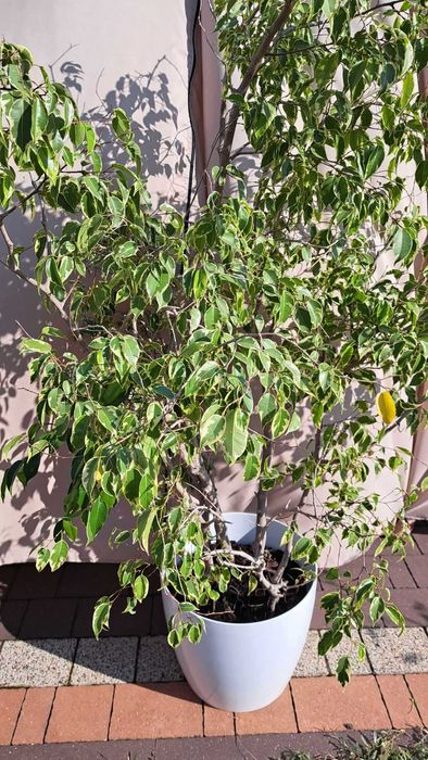 Fikus benjamin duży 170cm ficus drzewko