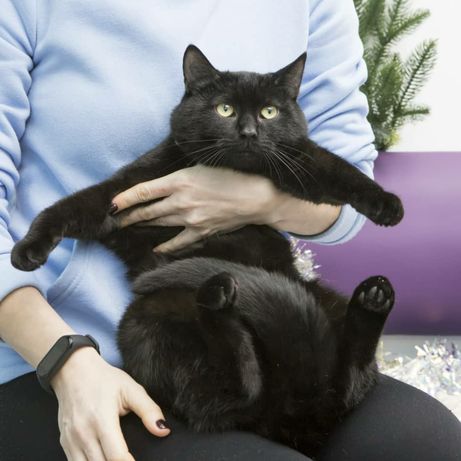 Котик с паспортом, чёрное чудо