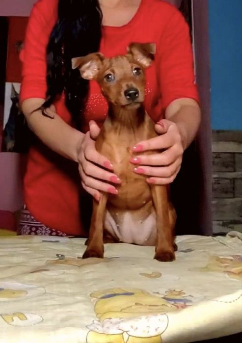 Цвергпинчеры девочка