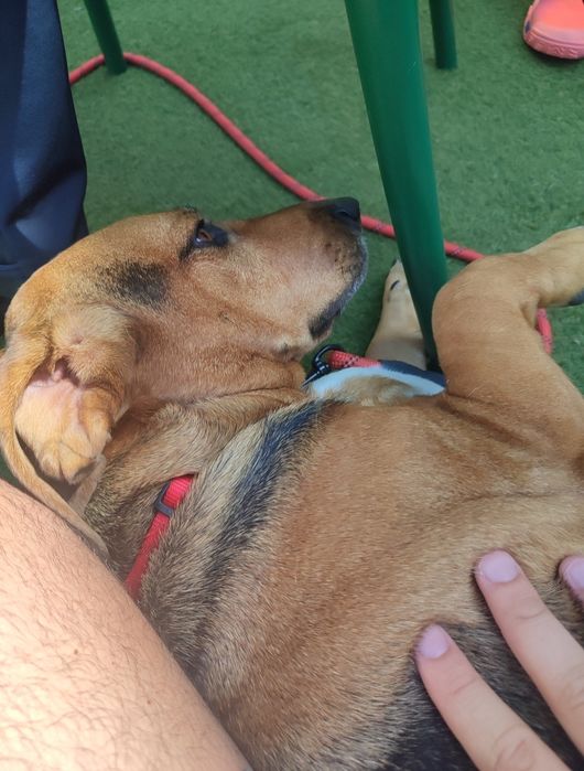 Dog walking/sitting