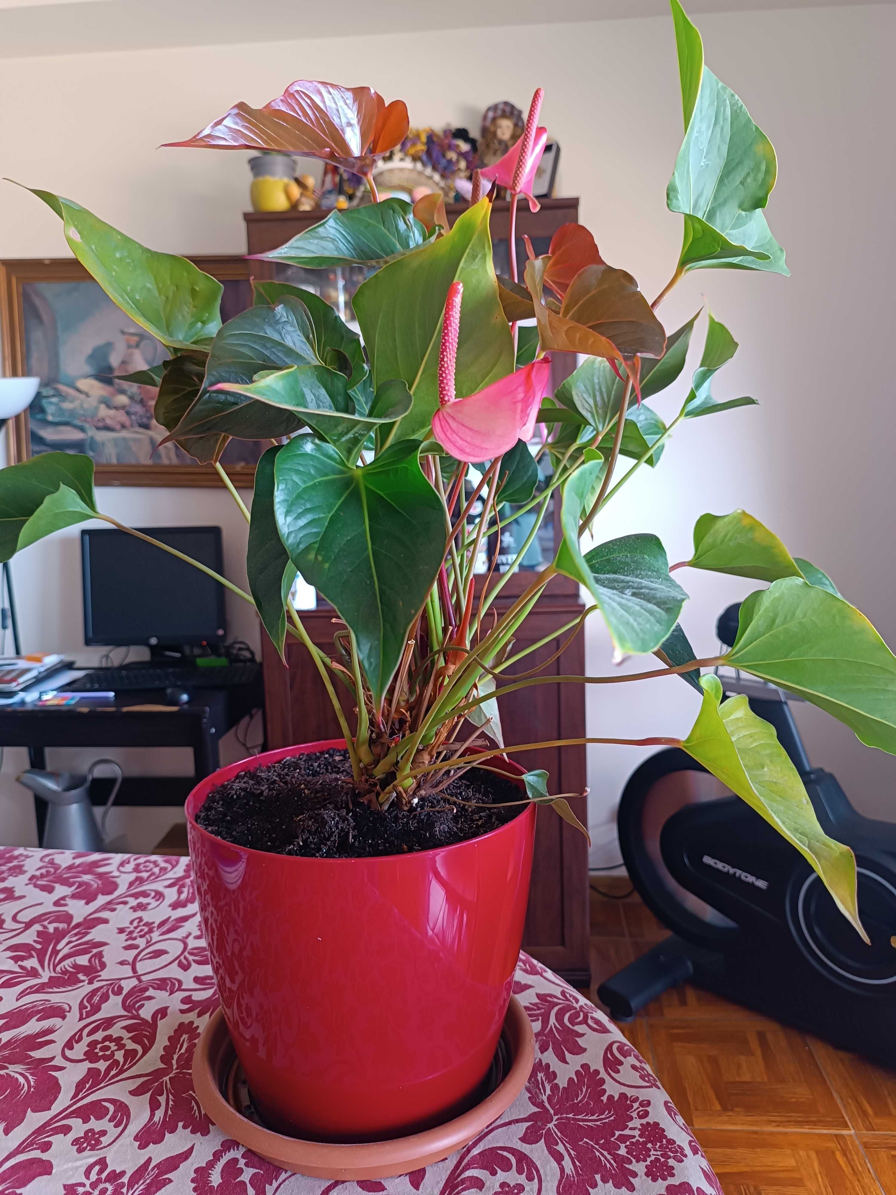 Plantas - as 3 podem ser vendidas individualmente