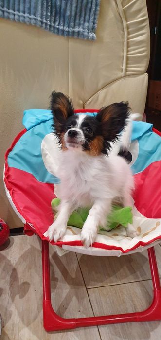 Папийон девочка для шоу и просто для души