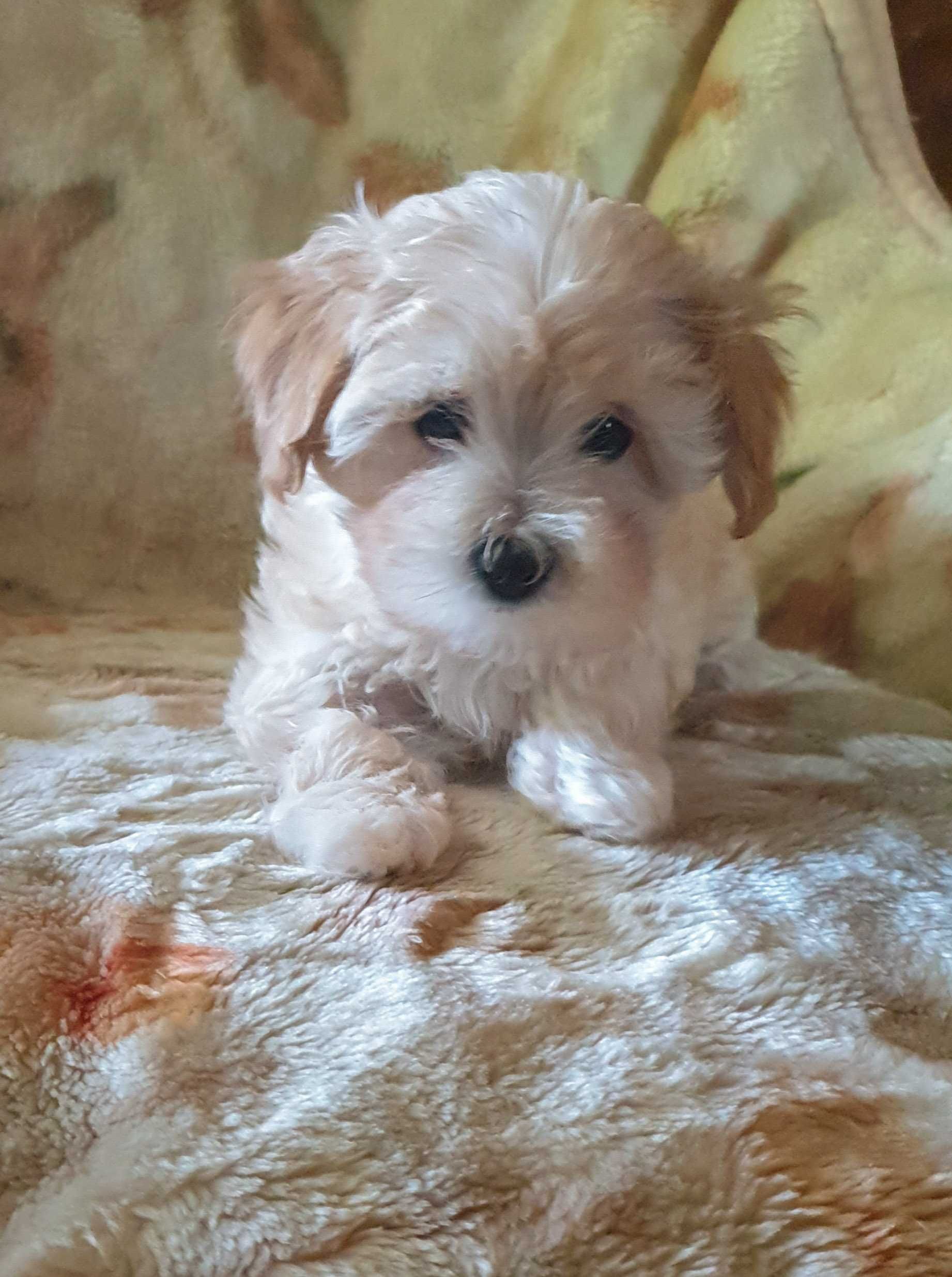 Maltipoo urocza, jaśniutka sunia