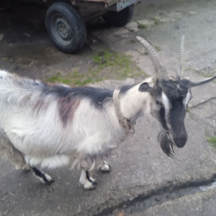 Продам домашню козу