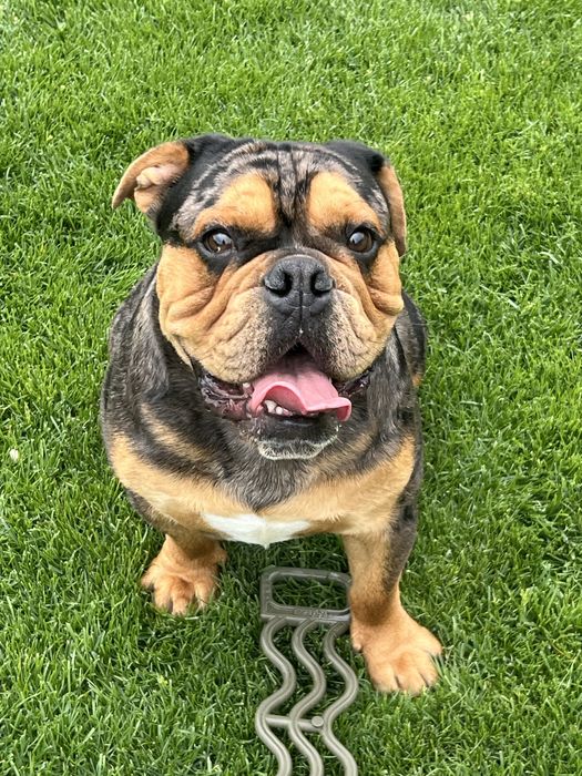 Англійский бульдог шукае люблячу сімью