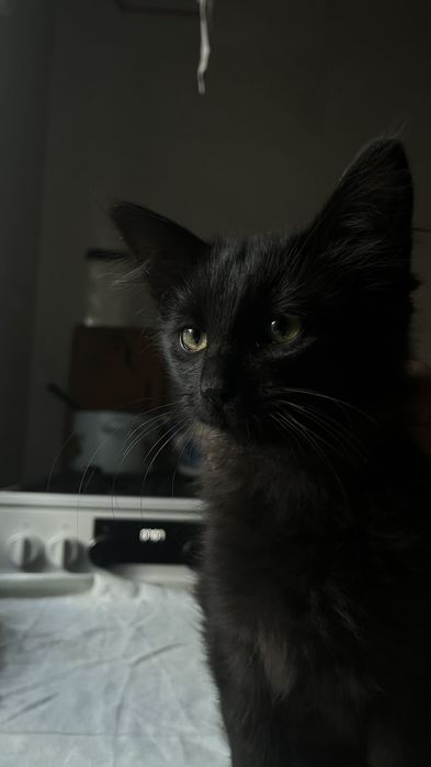 Котята 5 мес. в надежные руки. Черные, черно-белые