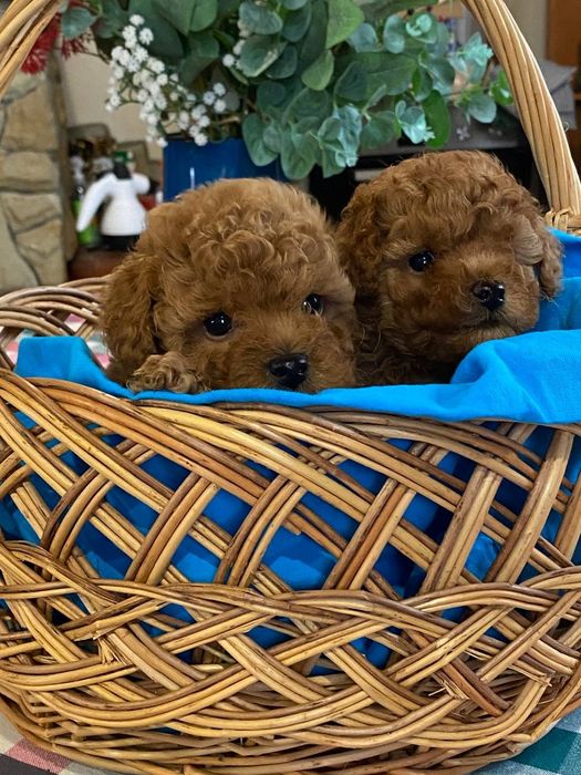 Пудельки тої хл, дів.