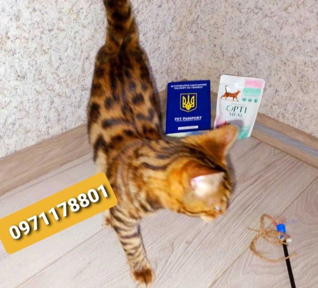бенгалочка зігріє теплом Вашу домівку та душу.