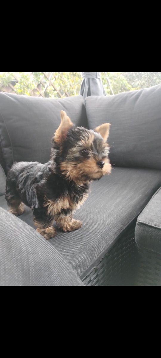Śliczny Yorkshire terrier mini