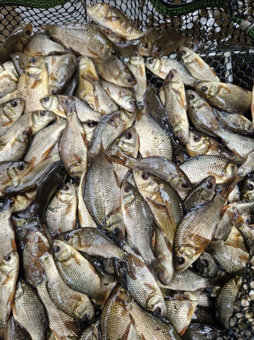 Narybek karaś pospolity złoty inne Szczupak Sandacz Amur Karp Tołpyga