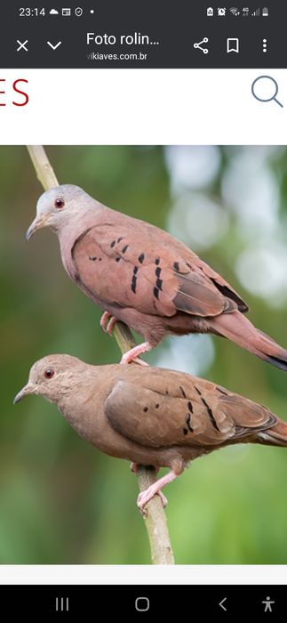 Casal de rolas do brazil