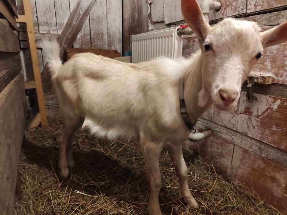 Spokojny koziołek bezrożny