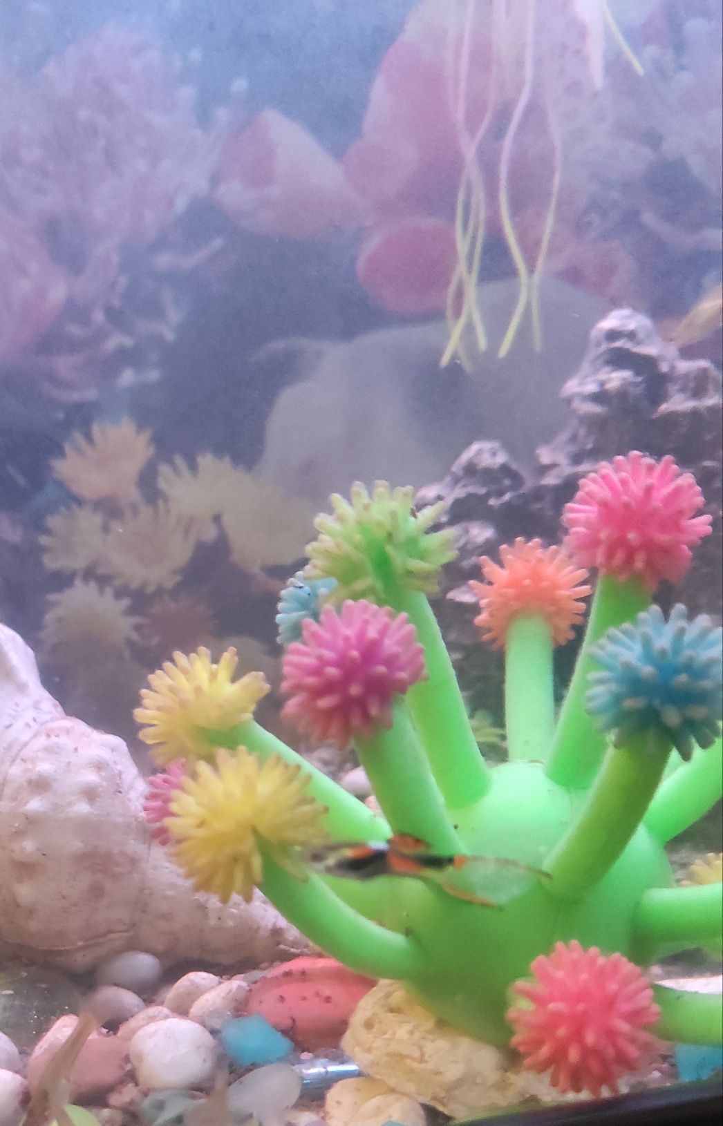 Guppys endler juvenis, machos e fêmea.