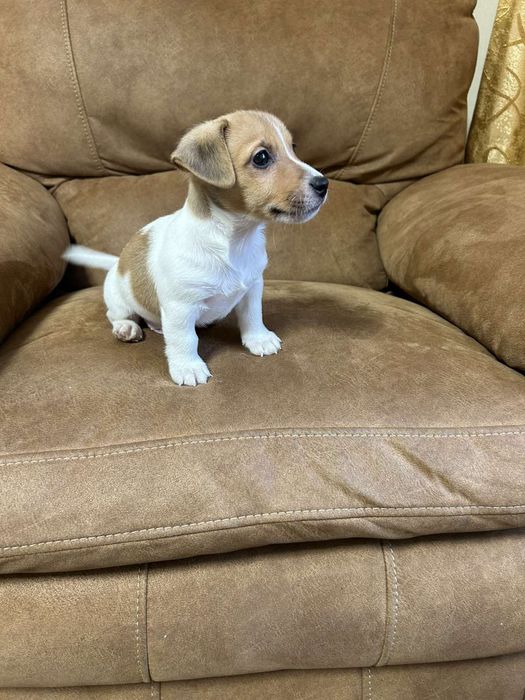 Добрий та веселий