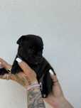 Staffordshire Bull Terrier