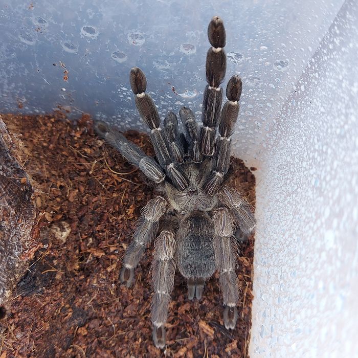 Psalmopoeus reduncus dorosła samica 5,5dc pająk ptasznik terrarium